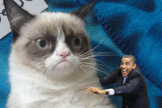 Illustration for article titled The "grumpy cat" movie is a harbinger of the apocalypse